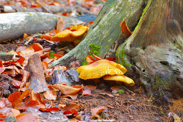 Naklejka premium Rötlicher Holzritterling, Tricholomopsis rutilans - Red-haired agaric or Tricholomopsis rutilans in autumn forest