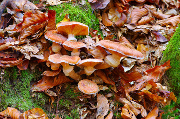 Gemeiner Hallimasch ,Armillaria ostoyae -  honey fungi or Armillaria ostoyae in autumn forest