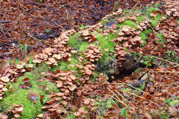 Gemeiner Hallimasch ,Armillaria ostoyae -  honey fungi or Armillaria ostoyae in autumn forest