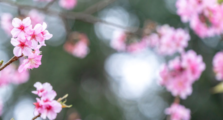 Naklejka na ściany i meble Beautiful cherry blossoms sakura tree bloom in spring in the park, copy space, close up.