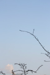 Obraz premium Branches d'arbre et ciel