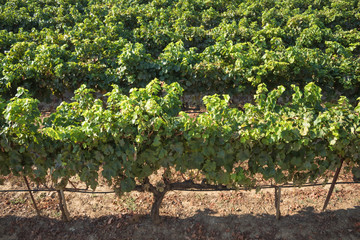 Fototapeta na wymiar vineyard row close up