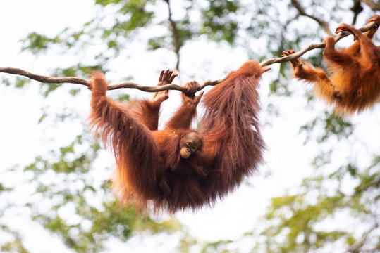 A Baby Orang Utang Hangs Onto Its Mother Which Is Moving On A Vine