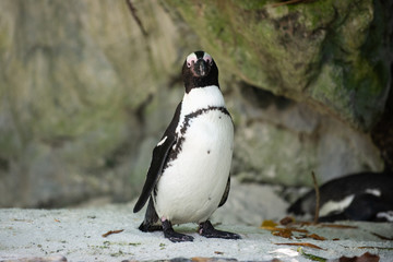 An African Penguin looking at camera