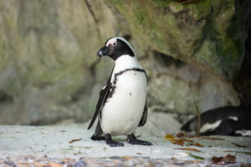 Naklejka premium An African Penguin looking away from camera 