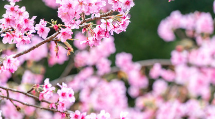 Beautiful cherry blossoms sakura tree bloom in spring in the park, copy space, close up.
