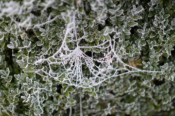 Spinnennetz in Gefrorene Schneelandschaft. Weißes Eis auf Pflanzen, Bäumen und Büschen. Heller...