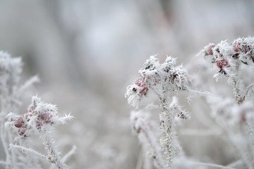 Rote Beeren in gefrorener Schneelandschaft. Weißes Eis auf Pflanzen, Bäumen und Büschen. Heller...