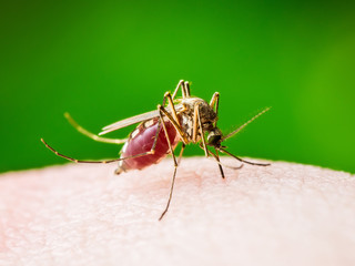 Yellow Fever, Malaria or Zika Virus Infected Mosquito Insect Macro on Green Background