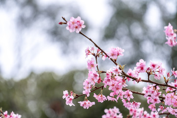 Beautiful cherry blossoms sakura tree bloom in spring in the park, copy space, close up.