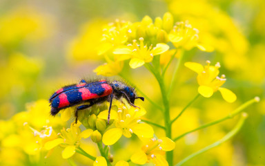 red beetle on a flower