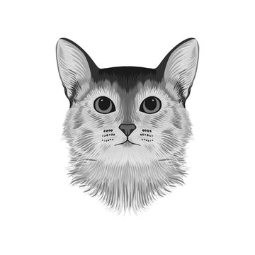 Abyssinian cat head avatar, black and white sketch drawing, hand drawn artwork, monochrome vector illustration.