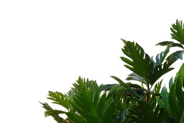 Breadfruit plant leaves with branches on white isolated background for green foliage backdrop 