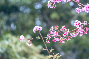 Beautiful cherry blossoms sakura tree bloom in spring in the park, copy space, close up.