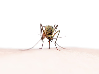 Yellow Fever, Malaria or Zika Virus Infected Mosquito Insect Bite Isolated on White Background