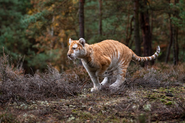 A Male Bengal Tiger marking his territory.Image taken during a safari at Bandhavgarh national park in the state of Madhya Pradesh in India.Scientific name- Panthera Tigris