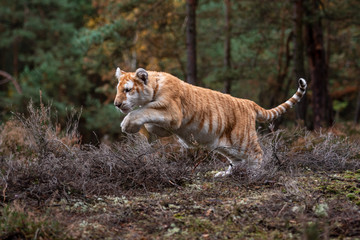 A Male Bengal Tiger marking his territory.Image taken during a safari at Bandhavgarh national park in the state of Madhya Pradesh in India.Scientific name- Panthera Tigris