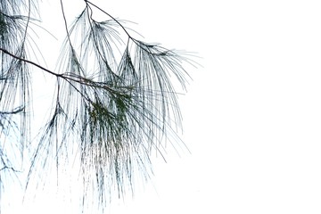 Pine leaves on white sky background for green foliage backdrop 