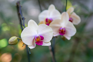 Close-up of Phalaenopsis orchid. Beautiful orchids.