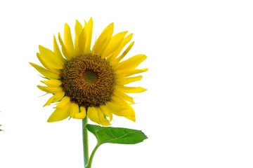 A single yellow sunflower with a green leaf on white isolated background 
