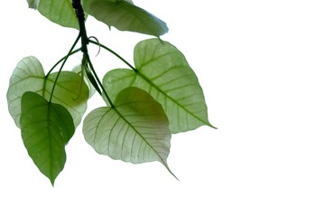 A branch of Bodhi leaves on white isolated background for green foliage backdrop 