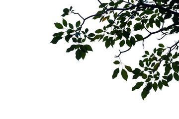 Troprical tree leaves with branches on white isolated background for green foliage backdrop 