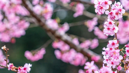Beautiful cherry blossoms sakura tree bloom in spring in the park, copy space, close up.