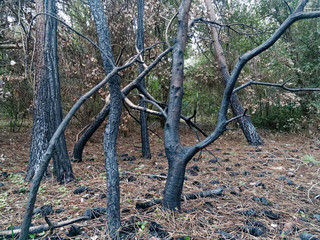 arbre après incendie