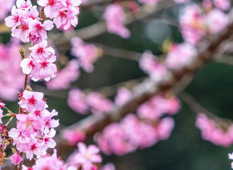 Beautiful cherry blossoms sakura tree bloom in spring in the park, copy space, close up.