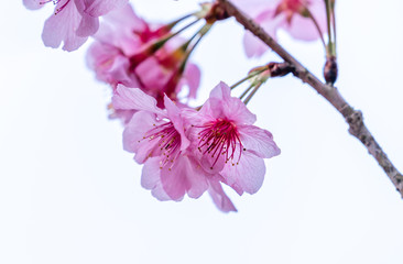 Beautiful cherry blossoms sakura tree bloom in spring isolated on white background, copy space, close up.