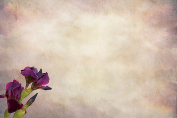 iris gladiolus on textured background