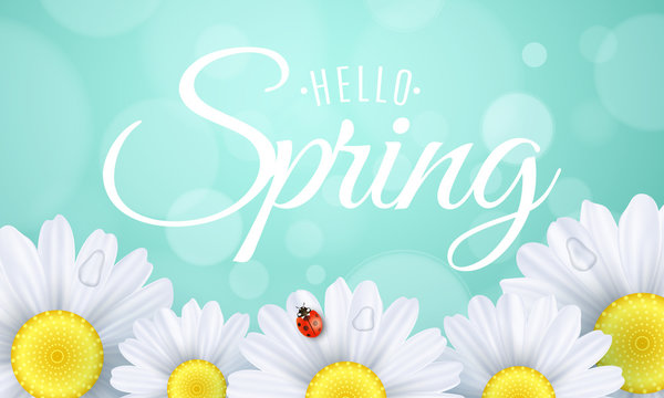 Hello spring gift card. Seasonal modern banner for your design. Ladybug creeps on the flowers. Realistic daisies. Lights bokeh. Calligraphy and lettering. Water drops. Vector illustration