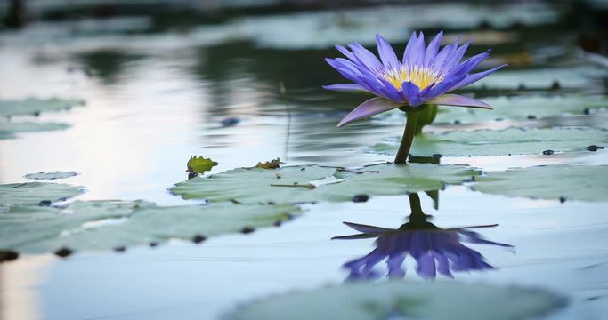 beautiful purple lotus , water lily flower in pond