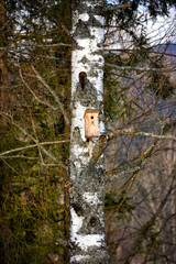 Birdhouse on a tree in a birch grove in the spring