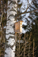 Wooden birdhouse on a birch tree in the early spring