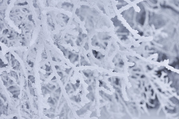 Winter Background with snow branches tree. Hoarfrost on twig