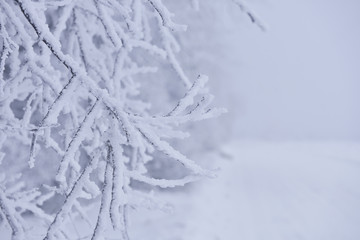 Winter Background with snow branches tree. Hoarfrost on twig