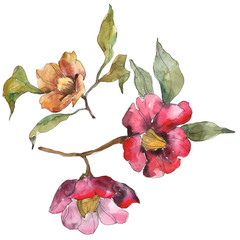Red and orange camelia botanical flower. Watercolor background illustration set. Isolated camelia...