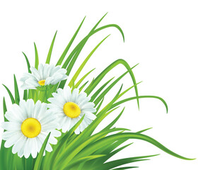 Spring background with daisies and fresh green grass. Vector illustration