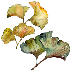 Yellow green ginkgo biloba leaf. Watercolor background illustration set. Isolated ginkgo illustration element.