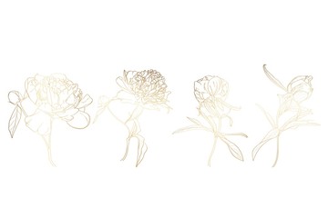 Peonies golden outline set on white background. Spring summer flowers design elements.