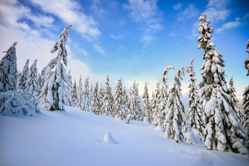 Winter landscape, snow-covered trees in the mountains. Karkonosze, Poland.