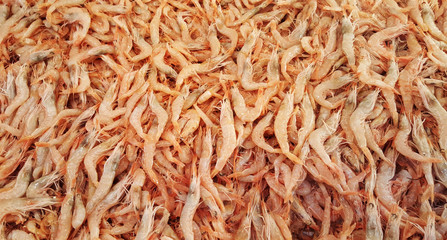 Fresh shrimps as background
