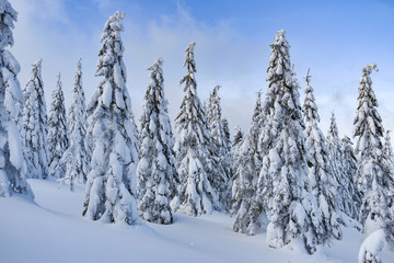 Winter landscape, snow-covered trees in the mountains. Karkonosze, Poland.