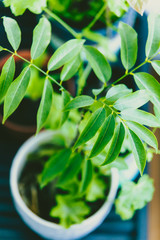 group of small green plants in indoor settings