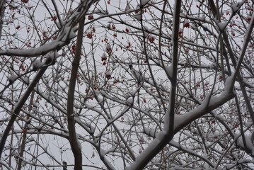 Charming snowy winter with beautiful trees covered in snow with berries of red wedges with snow