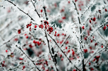 Rosen im Schnee