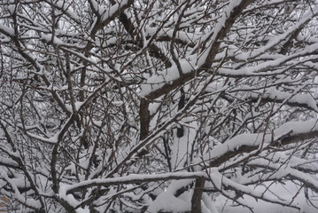 Branches and twigs of trees under the winter beautiful snow on the street, snow-covered winter, white snow