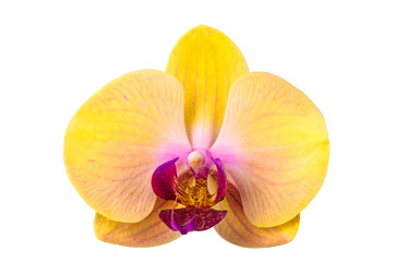 Fototapeta na wymiar Closeup of yellow Phalaenopsis orchid flower