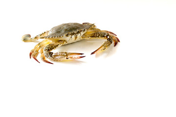 Flower crab, Blue crab, Blue swimmer crab (Portunus pelagicus) isolated on white background